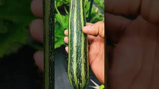 Cocozelle Zucchini since 1885 the classic amazing [upl. by Noryk622]