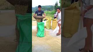 The method of quickly loading grain into a bag in action [upl. by Paulsen606]