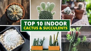 10 Best Indoor Cactus and Succulents For Beginners 🪴 LOW MAINTENANCE [upl. by Lauretta550]