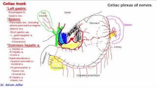 Anatomy of celiac trunk [upl. by Nyberg]