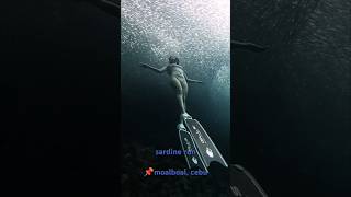 freediving moalboal uwphotography freedivephotography sardinerun [upl. by Morse]