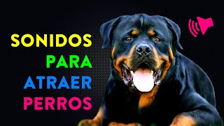 Sonidos para Atraer Perros  ¿Cómo reacciona tu perro [upl. by Merdith]