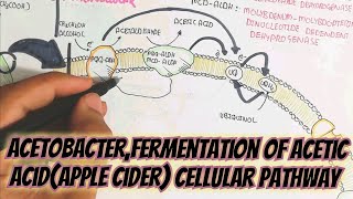 Acetic Acid Synthesis From Alcohol Fermentation Through Acetobacter umerfarooqbiology7083 [upl. by Ecienal]