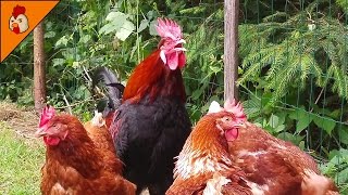 Rooster Crowing Non Stop  Chicken Sounds  Chicken Animal  Rooster Sounds  Chicken Videos YouTube [upl. by Anitnatsnok]