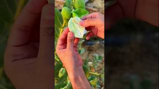 shortgarden fruit cotton YouTube [upl. by Creigh413]