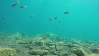 Underwater footage of Lake Tanganyika cichlids [upl. by Buna]