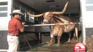 Texas Longhorns MascotBevo [upl. by Novyak]