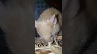 Mouse 🐭 vs Chopstick 🥢 petmice tinypets funnymouse [upl. by Troyes]