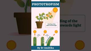 Phototropism Explained How Plants Respond to Light [upl. by Kries]