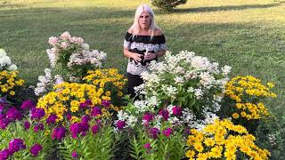 Tuscan Gold Heliopsis  False Sunflower and Luminary “Ultraviolet” ￼Tall Garden Phlox Proven Winners [upl. by Idnir]