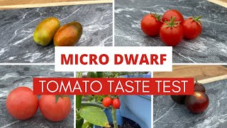 Micro Dwarf Tomatoes Taste Test  9 VARIETIES [upl. by Modnarb]