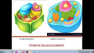 Celula  Membrana celulara [upl. by Suoiradal]