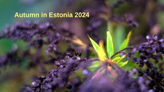 Estonian autumn  Eesti sügis 2024 4K [upl. by Delly317]