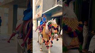 Horse 🐎 Riding  horse horses ghoda horseriding horselover ytvideo shortsfeed dhruhi [upl. by Iver]