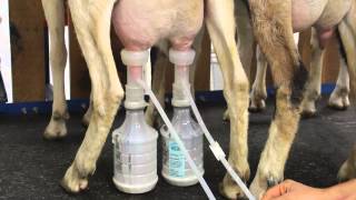 Milking Goats with the Ultimate EZ Milker [upl. by Johnathan]