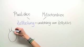 ENDOSYMBIONTENTHEORIE  ENTSTEHUNG DER CHLOROPLASTEN UND MITOCHONDRIEN  Biologie [upl. by Einohpets61]