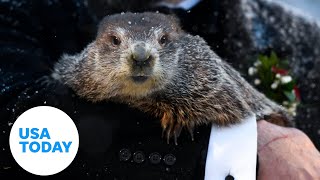 Punxsutawney Phil predicts more winter on Groundhog Day  USA TODAY [upl. by Acireit527]