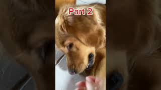 Dog Treat ASMR [upl. by Isobel]