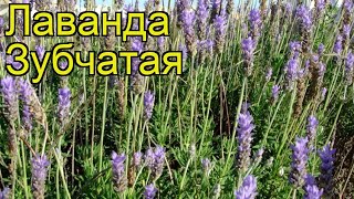 Лаванда зубчатая Краткий обзор описание характеристик lavandula dentata [upl. by Arraeit]