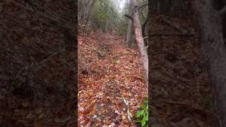 Small tree debris on Timber Ridge trail chiefsholsters helene helendamage hiking wnc wncstrong [upl. by Petes]