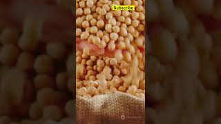 Chickpea Plant shorts ChickpeaHistory AncientCrops GardeningTips DesiVsKabuli PlantBiology [upl. by Amil]