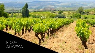 Where Tempranillo amp Tradition Meet A Wine Tour of Rioja Alavesa Spain [upl. by Noleta564]