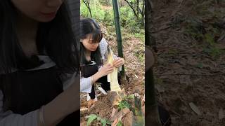 The original ecology of nature Bamboo shoots crisp and tender farming [upl. by Lashonda]