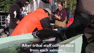 Nisqually Tribe boosting natural chinook run [upl. by Rebor487]