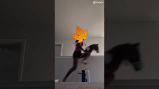 Jumping tacklessand over a suitcase😭 hobbyhorse challenge stickhorse viralvideo [upl. by Cecilio482]