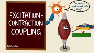 Excitation Contraction Coupling  Skeletal Muscle Contraction  Cross Bridge Cycling  Myology [upl. by Shornick]