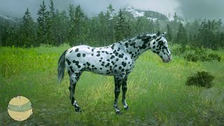 The Leopard Appaloosa Horse  How to Get it  Rdr2 Horses [upl. by Peedsaj]