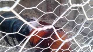 Gallos de JL TAMAZULA JALISCO [upl. by Anirtak]