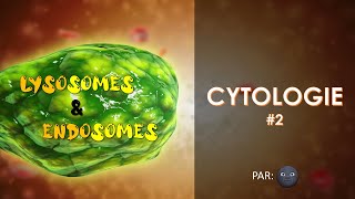 2 CYTOLOGIE  Les lysosomes et les endosomes par 🌚 [upl. by Yzzik]