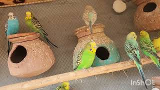 Sunbathing budgies Morning 🌄 melodies with joy 😊 full budgies parrots larkanasindh [upl. by Yesnil]