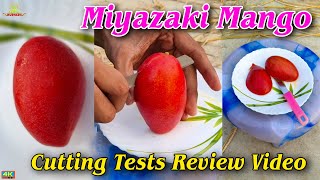 Miyazaki Mango Review Videoworld ka expensive Mango Hai9734307077 plant Available [upl. by Cia]