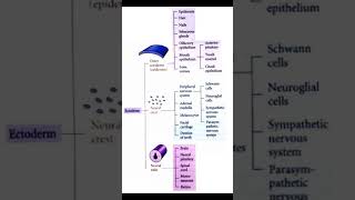 Ectoderm Derivative PAST MCQS fcps part 1 preparation  Raffiullah [upl. by August]