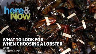 What To Look For When Choosing A Lobster [upl. by Atteram22]