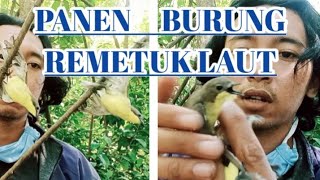 Cara Memikat burung Remetuk lautSulingan tambak [upl. by Astred]