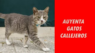 🐱❌SONIDO para AHUYENTAR GATOS CALLEJEROS ❌🐱 [upl. by Stephen610]