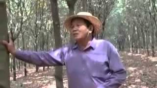 Cambodia Agriculture Rubber Tree Farming with SoilBio1 Fertilizer [upl. by Dream]