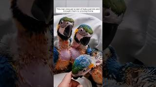 This man rescued a nest of baby parrots and brought them to a loving home animalshorts [upl. by Uphemia]