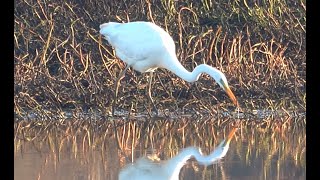 4K Grande Aigrette [upl. by Eenoj]