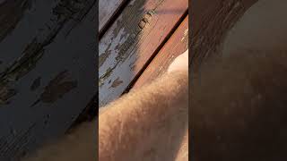 Staining an Old Deck [upl. by Caldeira]