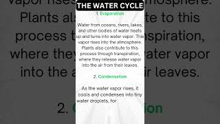 The Water Cycle is a Biogeochemical Cycle involves Key Stages to Distribute Water Across [upl. by Nalyorf]