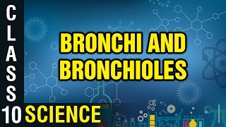 Bronchi and Bronchioles  Respiration  Class 10 Biology  Science  Digital Teacher [upl. by Kern]