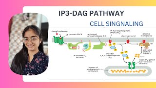 IP3 DAG pathway Cell signaling UNIT4 CSIR NET [upl. by Nelsen]