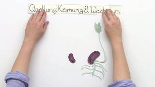 QUELLEN KEIMUNG WACHSTUM  Biologie  Biologie der Pflanzen und Pilze Mittelstufe [upl. by Aeki]