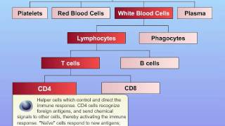 HIV Basic Function of Immune System [upl. by Proudlove]