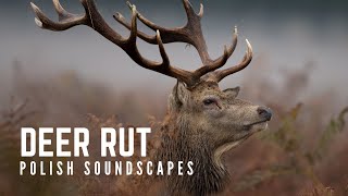 Red deer rut soundscape  Rykowisko Dolina Baryczy  1 hour [upl. by Narbig]