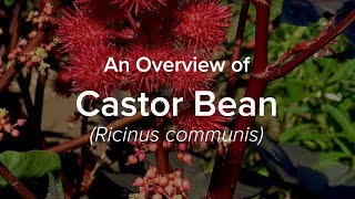 An Overview of Castor Bean  Understudied Indigenous Crops [upl. by Merrow]